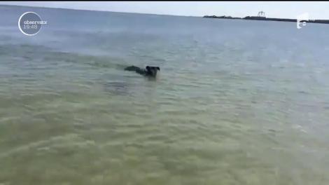 Un câine şi un delfin din Marea Neagră au devenit cei mai buni prieteni