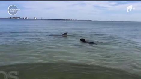 Cei care au ieșit la plimbare pe malul mării au fost cuceriți! Un câine a înotat minute bune alături de un delfin, în staţiunea Eforie