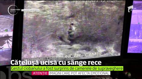 Cățelușă ucisă cu un topor!