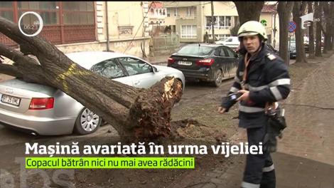 Vijelie puternică la Iaşi. O maşină a fost avariată, după ce un copac a fost doborât de vânt