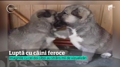 Luptă cu căței năzdrăvani