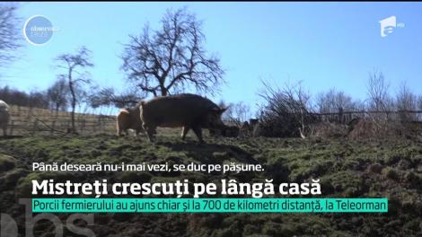 Porci mistreți crescuți pe lângă casă