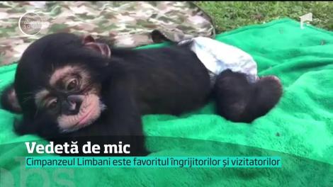 Cimpanzeul Limbani, vedeta rezervaţiei din Miami