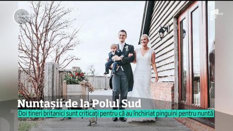 Doi miri din Marea Britanie sunt aspru criticaţi de apărătorii animalelor, după ce şi-au ales nişte cavaleri de onoare doi pinguini