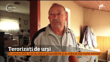În comuna Atid, urșii atacă gospodăriile și mănâncă animale