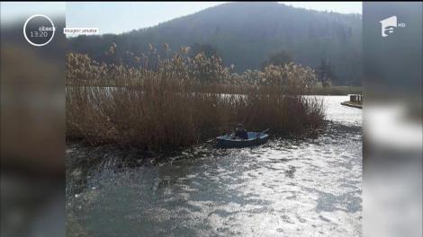 Un câine rămas captiv într-un stufăriş, în mijlocul Lacului Noua din Braşov, salvat de un angajat al unei Asociaţii care protejează animalele