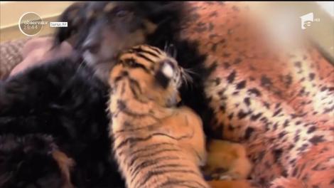 Un ciobănesc australian din Statele Unite a devenit bonă pentru 3 pui de tigri malaezieni