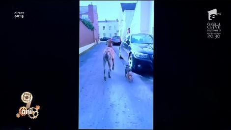 Smiley News: Câine scos la plimbare de un alt câine