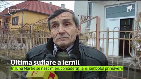 Ultima suflare a iernii. În luna Martie se nasc miei, considerați simbolul primăverii