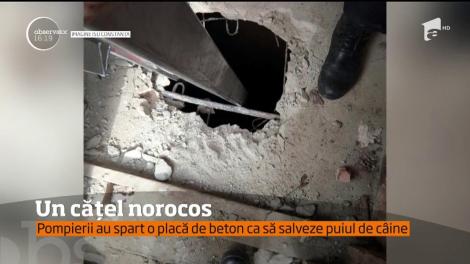 Pompierii din Constanța au salvat un pui de câine, care căzuse într-o fosă septică veche