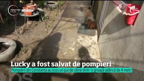 Cățel salvat de pompierii din Constanţa dintr-o groapa adâncă de patru metri