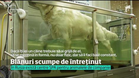 În Rusia există centre SPA pentru animalele de companie