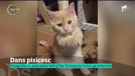 VIRAL! Dansul pisicesc care a cucerit o lume întreagă!  Imaginile fac înconjorul lumii pe internet