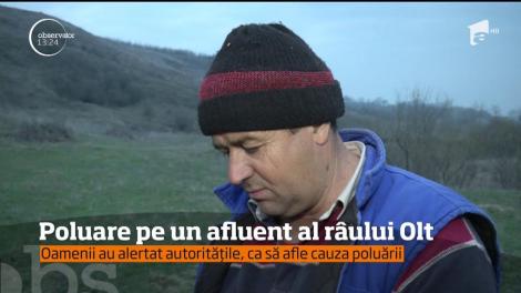 Alertă în zona localităţii Drăgoteşti, din judeţul Dolj! Pe un afluent al Oltului plutesc zeci de peşti morţi
