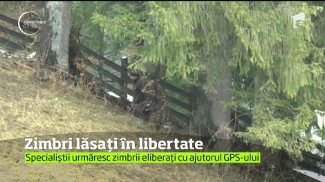 Patru zimbri din Parcul Natural Dragoş Vodă din judeţul Neamţ au simţit, în sfârşit, gustul libertăţii