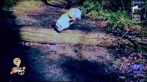 Smiley News: Firică Artistu' şi Cătălin Oprişan, în varianta canină: "Să nu facem comparație cu ăștia mai grăsuni"