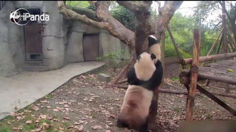 Viral! Mic, dar îndărătnic! Un pui de panda refuză să fie spălat