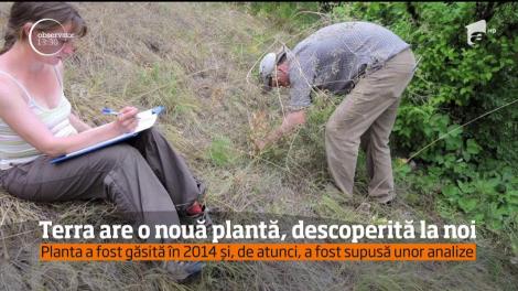 Un pas mare pentru România şi pentru întreaga lume. Biologii români au descoperit în Dobrogea o nouă specie de plantă, unică la nivel mondial