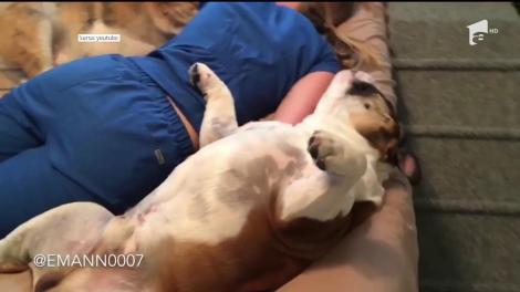 Somn în familie, alături de doi câini