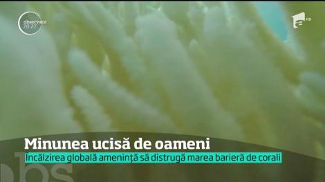 Marea Barieră de Corali, pagube ireparabile din cauza încălzirii globale