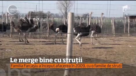 Ferma cu struți, o afacere profitabilă! Nu mai sta pe gânduri, zeci de români au reuşit