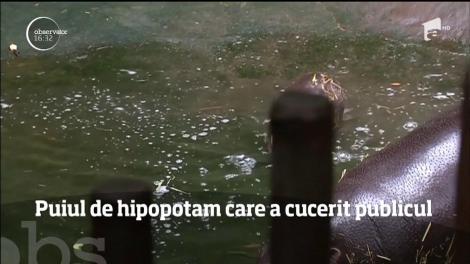 Puiul de hipopotam care a cucerit publicul