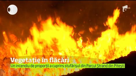 Incendiu de vegetaţie puternic în Parcul Ştrand din Piteşti