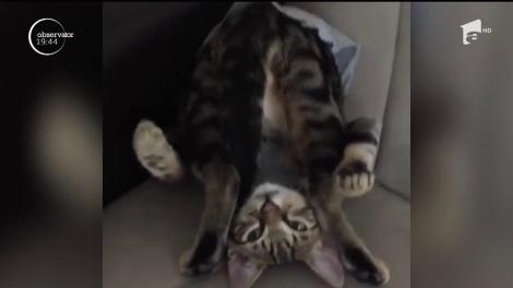 Toată lumea practică yoga. Chiar şi pisicile!