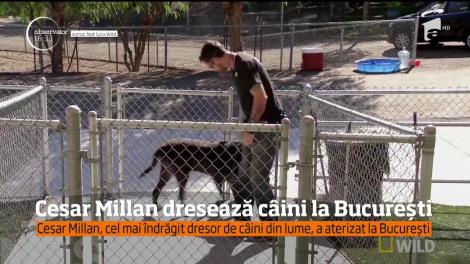 Cel mai cunoscut dresor de câini din lume a ajuns la noi în ţară! Cesar Millan are un talent fantastic să educe animalele