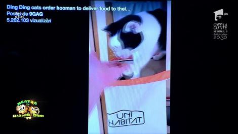 Smiley News: Pisici cu bun-simț, la masă!