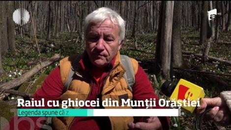 Raiul pe pământ nu este doar o metaforă. Există un colţ de paradis în Munţii Orăştiei. Milioane de ghiocei acoperă platoul Vârtoapelor