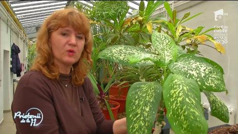 Sfaturi despre îngrijirea plantelor atunci când sunt scoase afară primăvara sau aduse în casă toamna