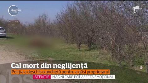Imagini de o cruzime fără margini au fost surprinse în apropiere de Bucureşti