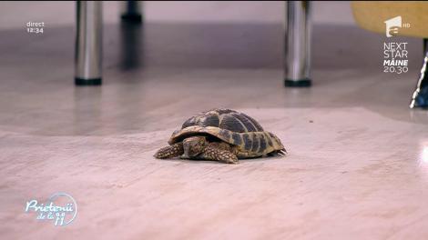 Unele specii de broaște țestoase nu au voie să fie deținute în mod legal