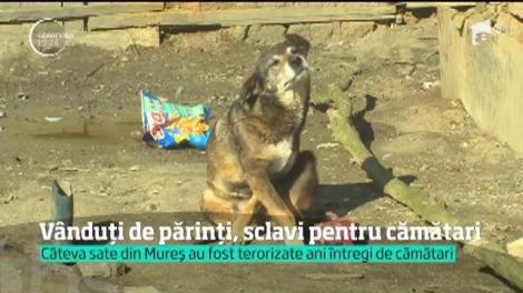 În satele din Mureş, de unde cămătarii şi-au luat copii-sclavi pentru datoriile părinţilor, a fost teroare ani întregi