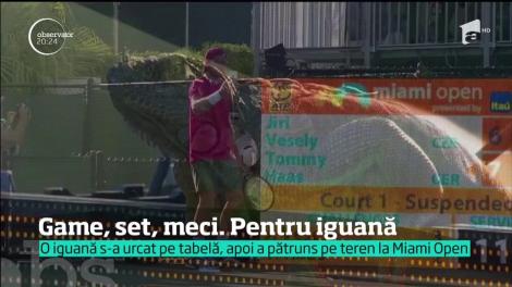 O iguană a făcut spectacol la turneul de tenis de la Miami