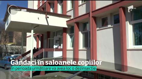 "Gândacii nu sunt periculoşi, sunt doar neplăcuţi la vedere". Este reacţia incredibilă a unui director de spital din Arad