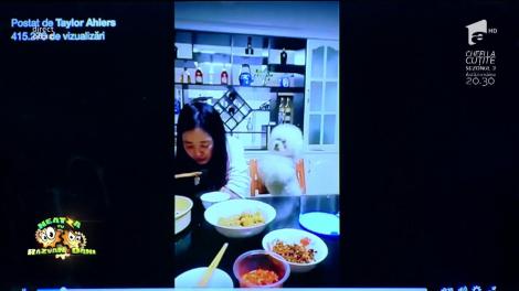 Smiley News: Un câine cerșetor mult prea insistent