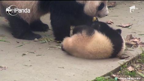 Pui de panda pedepsit de mama lui