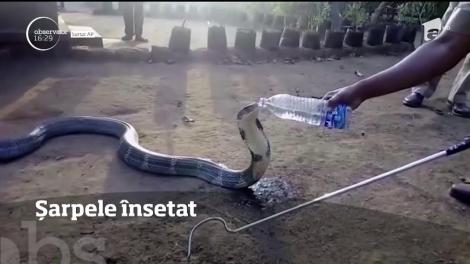 Șarpele însetat