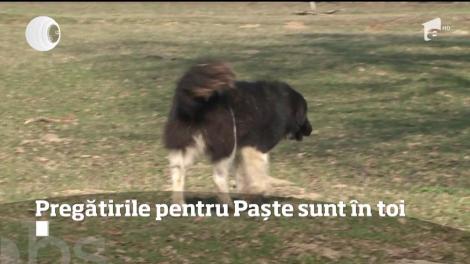 La stâne, pregătirile de Paște sunt în toi