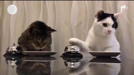 Pisicile servite ca adevărate regine