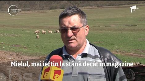 Mielul, mai ieftin la stână decât în magazine
