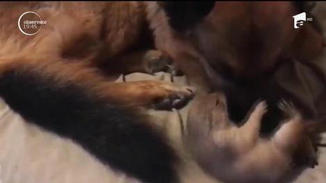 Un câine și o rozătoare, o prietenie cum nu s-a mai văzut