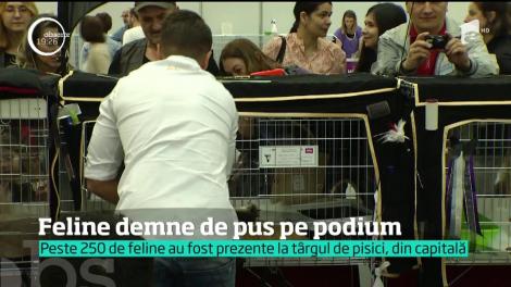 Sute de pisici s-au întrecut pentru un loc pe podiumul frumuseţii