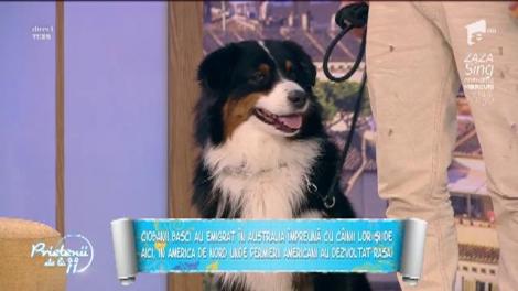 "Ciobănesc australian", cea mai inteligentă rasă de câini