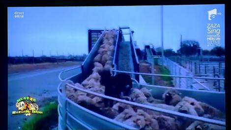 Smiley News: El e șeful animalelor domestice! Cum arată „El lidero maximo” într-o turmă de ovine