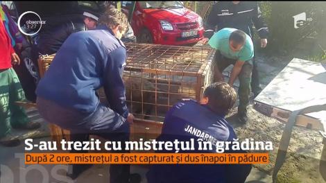 Un porc mistreţ le-a dat mari bătăi de cap, în această dimineaţă, autorităţilor din Dej