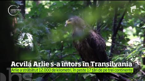 Acvila Arlie s-a întors în cuibul ei din România, după 48 de zile de zbor