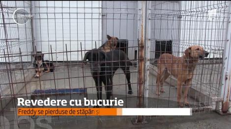 Un bărbat şi-a recuperat câinele pe care îl pierduse de la un centru destinat animalelor fără stăpân!